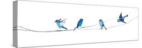 Watercolor Birds 2-Ben Gordon-Stretched Canvas