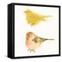 Watercolor Birds I Sq-Shirley Novak-Framed Stretched Canvas