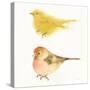 Watercolor Birds I Sq-Shirley Novak-Stretched Canvas