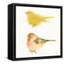 Watercolor Birds I Sq-Shirley Novak-Framed Stretched Canvas