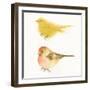 Watercolor Birds I Sq-Shirley Novak-Framed Art Print