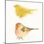 Watercolor Birds I Sq-Shirley Novak-Mounted Art Print