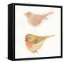 Watercolor Birds II Sq-Shirley Novak-Framed Stretched Canvas