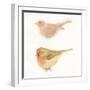 Watercolor Birds II Sq-Shirley Novak-Framed Art Print