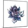 Watercolor Black Succulent-Eisfrei-Mounted Art Print