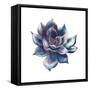 Watercolor Black Succulent-Eisfrei-Framed Stretched Canvas