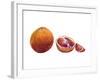 Watercolor Blood Orange-Michael Willett-Framed Art Print