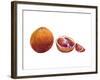 Watercolor Blood Orange-Michael Willett-Framed Art Print