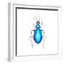 Watercolor Blue Beetle Illustration-Eisfrei-Framed Art Print