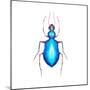 Watercolor Blue Beetle Illustration-Eisfrei-Mounted Art Print