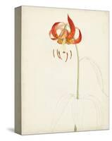 Watercolor Botanical Sketches I-0 Unknown-Stretched Canvas