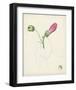 Watercolor Botanical Sketches IV-0 Unknown-Framed Art Print