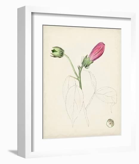 Watercolor Botanical Sketches IV-0 Unknown-Framed Art Print