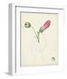 Watercolor Botanical Sketches IV-0 Unknown-Framed Art Print