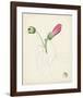 Watercolor Botanical Sketches IV-0 Unknown-Framed Art Print