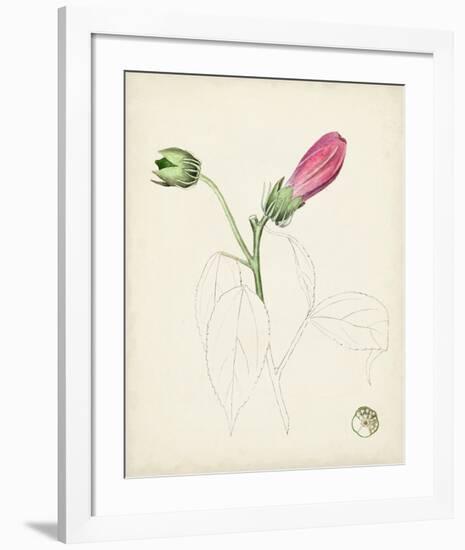 Watercolor Botanical Sketches IV-0 Unknown-Framed Art Print