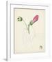 Watercolor Botanical Sketches IV-0 Unknown-Framed Art Print