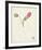 Watercolor Botanical Sketches IV-0 Unknown-Framed Art Print