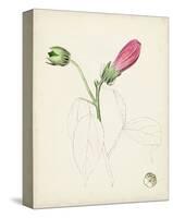 Watercolor Botanical Sketches IV-0 Unknown-Stretched Canvas