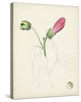 Watercolor Botanical Sketches IV-0 Unknown-Stretched Canvas