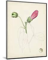 Watercolor Botanical Sketches IV-0 Unknown-Mounted Art Print