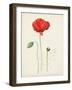 Watercolor Botanical Sketches IX-0 Unknown-Framed Art Print