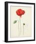 Watercolor Botanical Sketches IX-0 Unknown-Framed Art Print