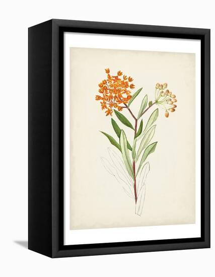 Watercolor Botanical Sketches VI-0 Unknown-Framed Stretched Canvas