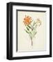 Watercolor Botanical Sketches VI-0 Unknown-Framed Art Print