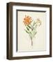 Watercolor Botanical Sketches VI-0 Unknown-Framed Art Print