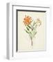 Watercolor Botanical Sketches VI-0 Unknown-Framed Art Print