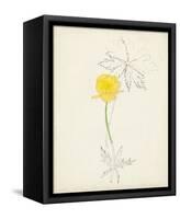 Watercolor Botanical Sketches VII-0 Unknown-Framed Stretched Canvas