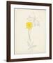 Watercolor Botanical Sketches VII-0 Unknown-Framed Art Print