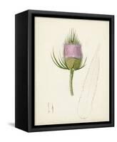 Watercolor Botanical Sketches VIII-0 Unknown-Framed Stretched Canvas