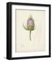 Watercolor Botanical Sketches VIII-0 Unknown-Framed Art Print