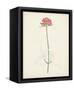 Watercolor Botanical Sketches XI-0 Unknown-Framed Stretched Canvas
