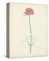 Watercolor Botanical Sketches XI-0 Unknown-Stretched Canvas