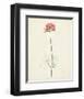 Watercolor Botanical Sketches XI-0 Unknown-Framed Art Print