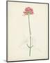 Watercolor Botanical Sketches XI-0 Unknown-Mounted Art Print