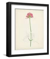 Watercolor Botanical Sketches XI-0 Unknown-Framed Art Print