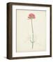 Watercolor Botanical Sketches XI-0 Unknown-Framed Art Print