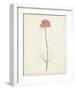 Watercolor Botanical Sketches XI-0 Unknown-Framed Art Print