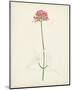 Watercolor Botanical Sketches XI-0 Unknown-Mounted Art Print