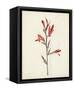 Watercolor Botanical Sketches XII-0 Unknown-Framed Stretched Canvas