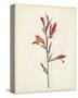 Watercolor Botanical Sketches XII-0 Unknown-Stretched Canvas