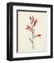 Watercolor Botanical Sketches XII-0 Unknown-Framed Art Print