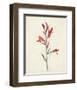 Watercolor Botanical Sketches XII-0 Unknown-Framed Art Print