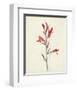 Watercolor Botanical Sketches XII-0 Unknown-Framed Art Print