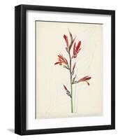 Watercolor Botanical Sketches XII-0 Unknown-Framed Art Print