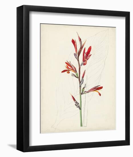 Watercolor Botanical Sketches XII-0 Unknown-Framed Art Print